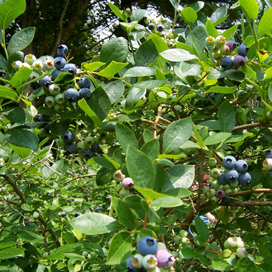 Blueberries